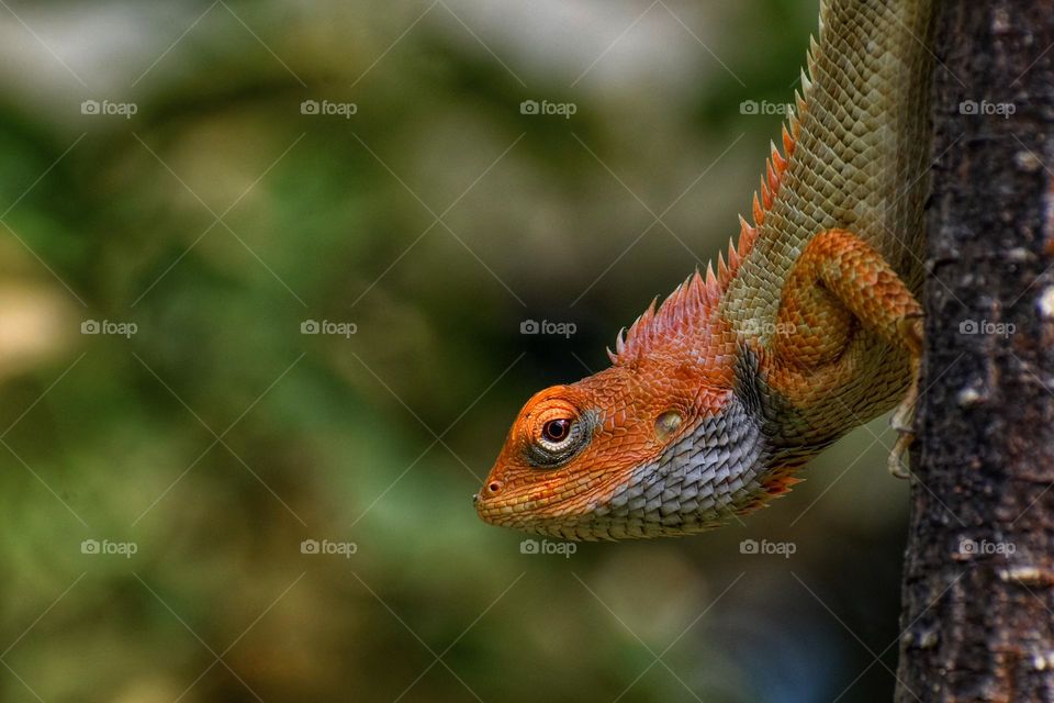 Closeup of a lizard 