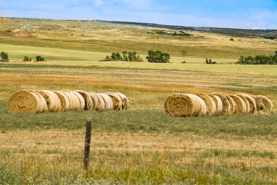 Hayrolls