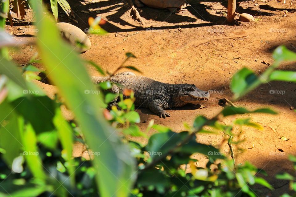 A beautiful alligator in the forest
