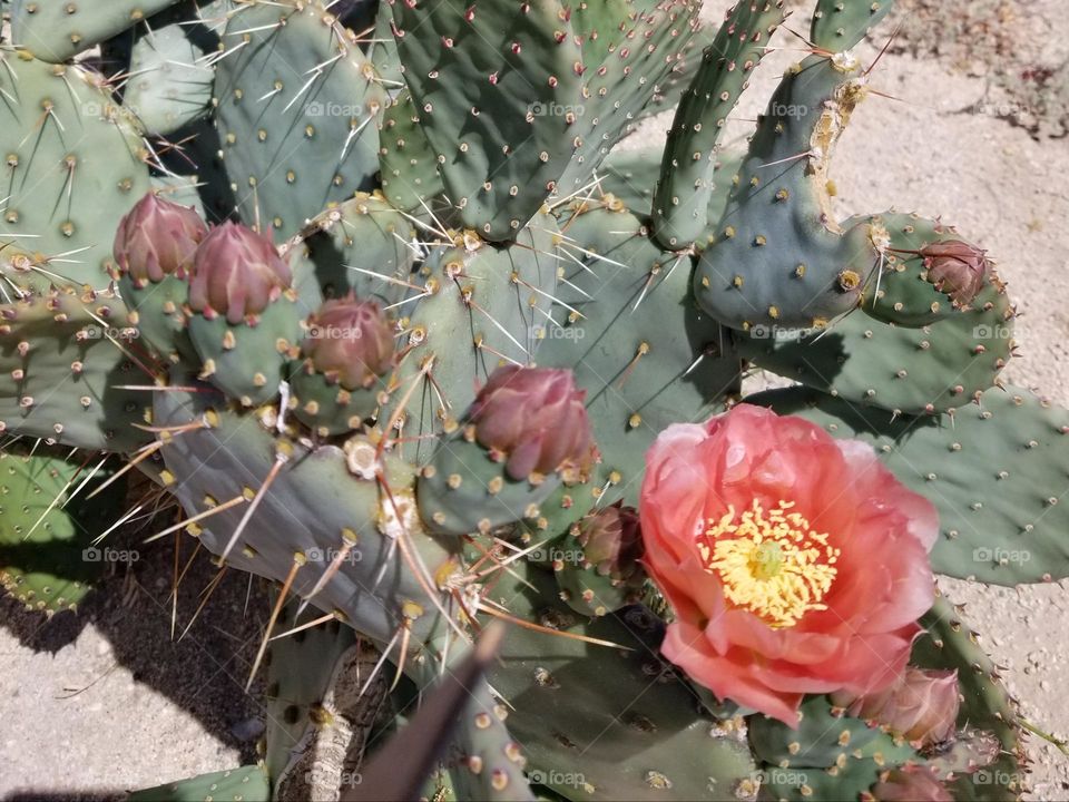 Beaver tail cactus in bloom with coral pink flower