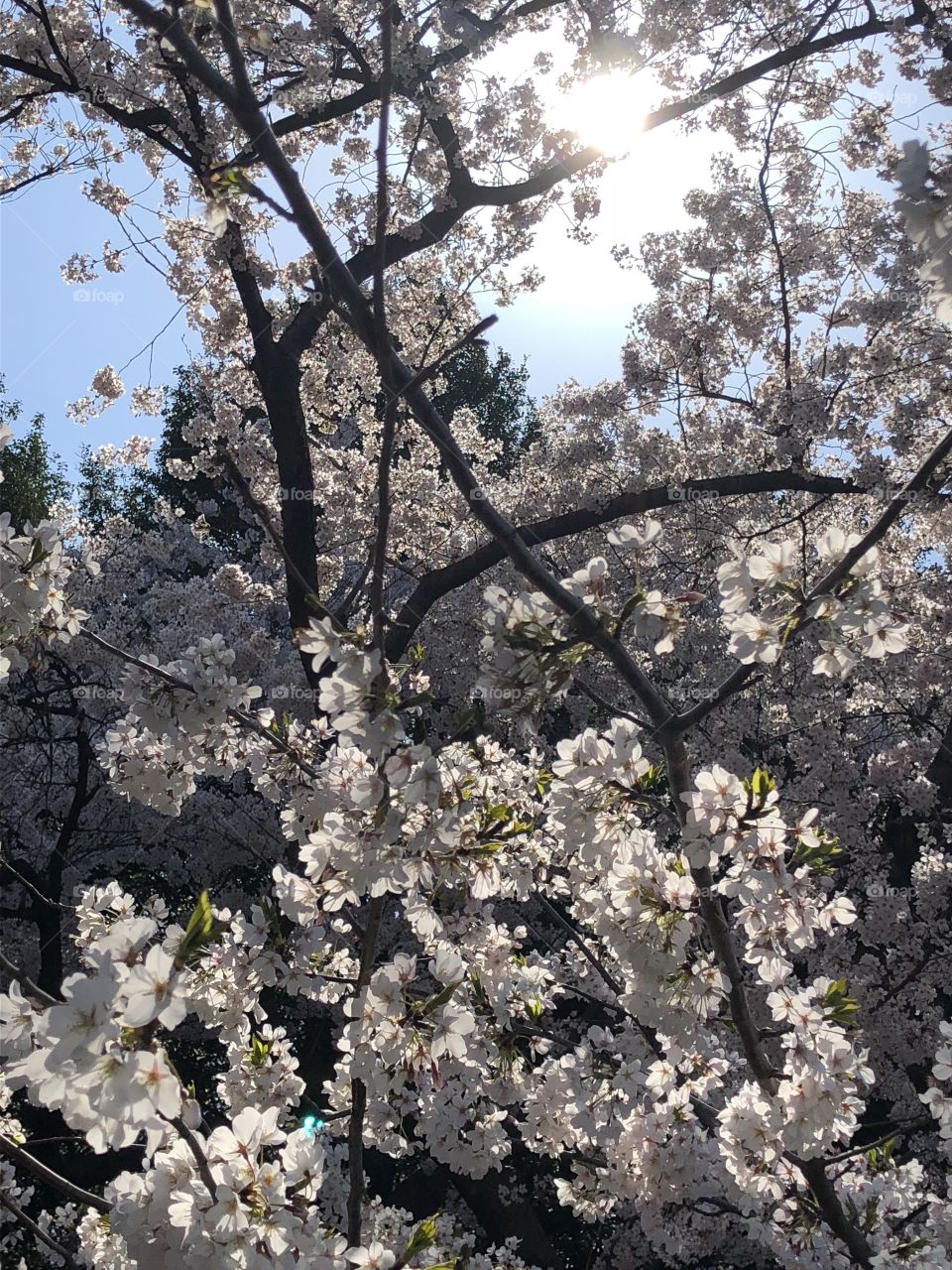 Sunlit cherry blossoms