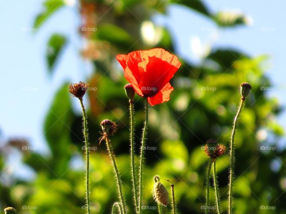 red color story