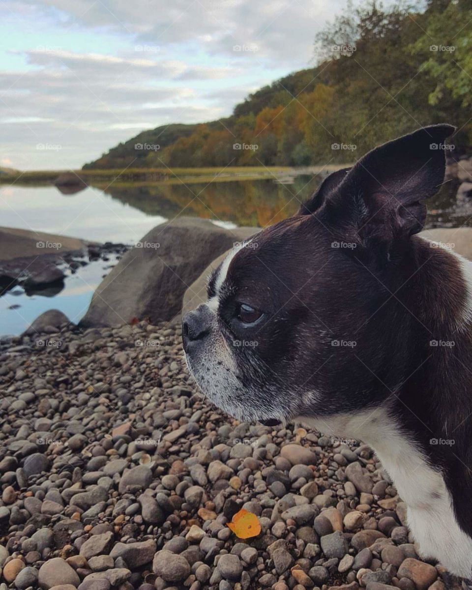 fall time with boston terrier