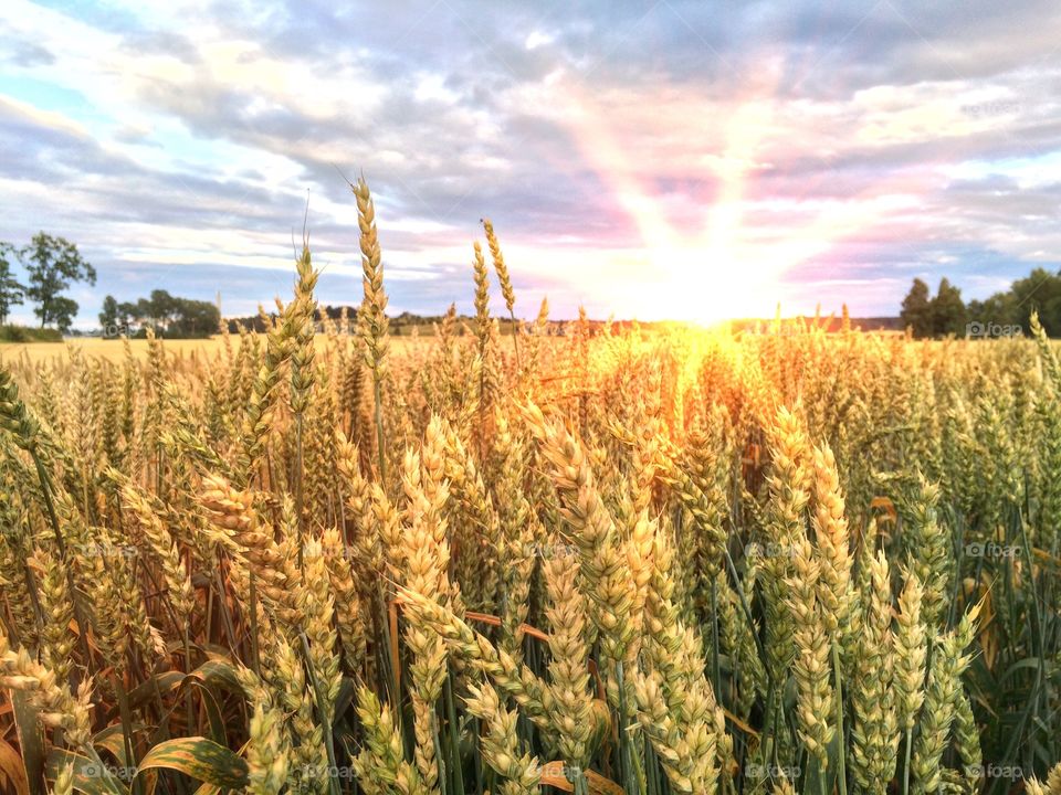 Wheat field