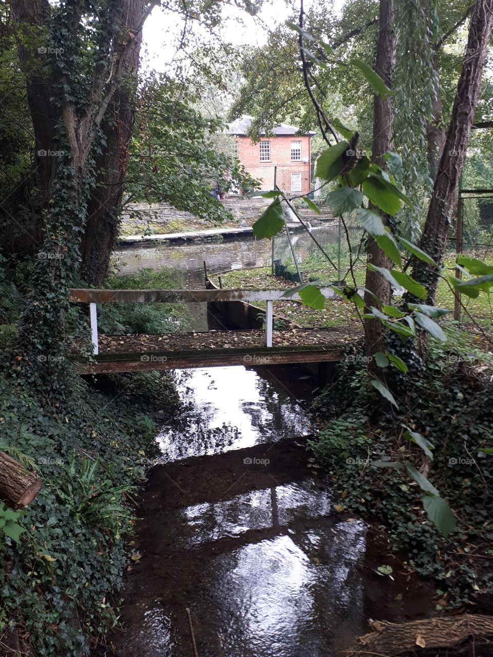 A House In The Forest