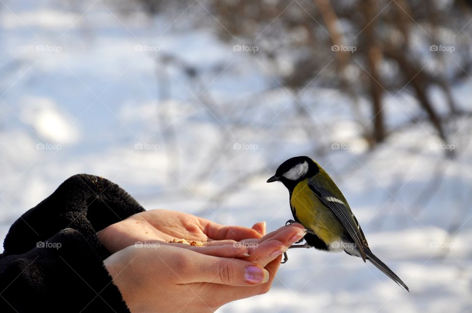 Bird during winter walk 