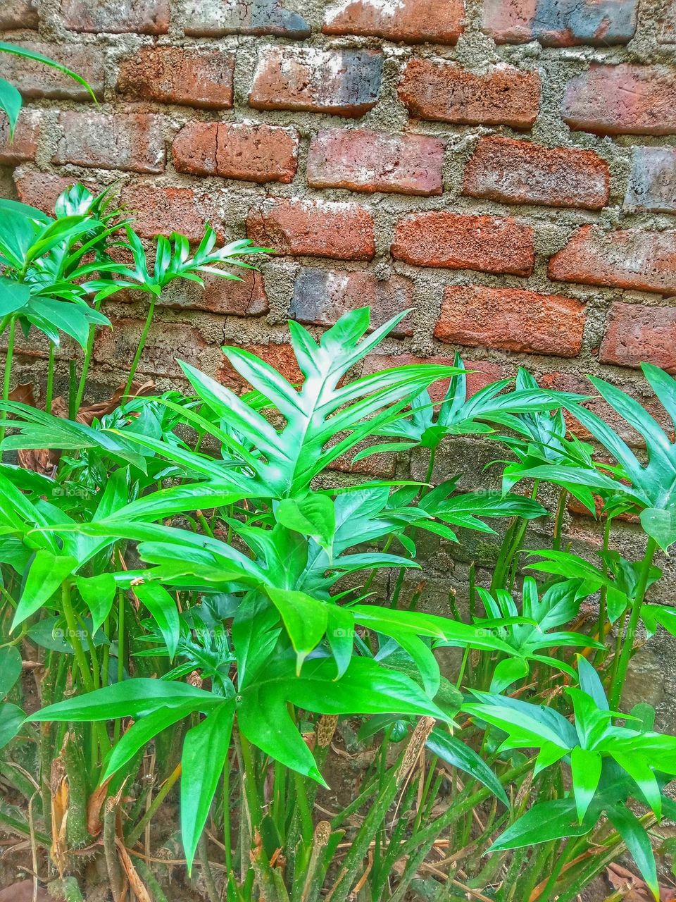 this is " kohila" plants