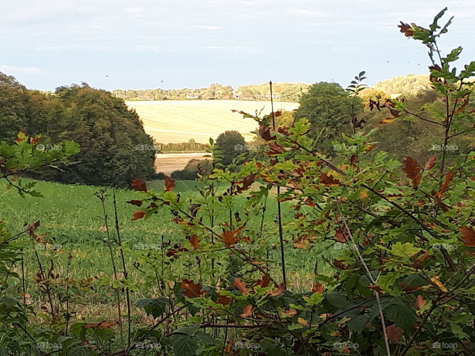 Tree, Nature, Landscape, No Person, Agriculture