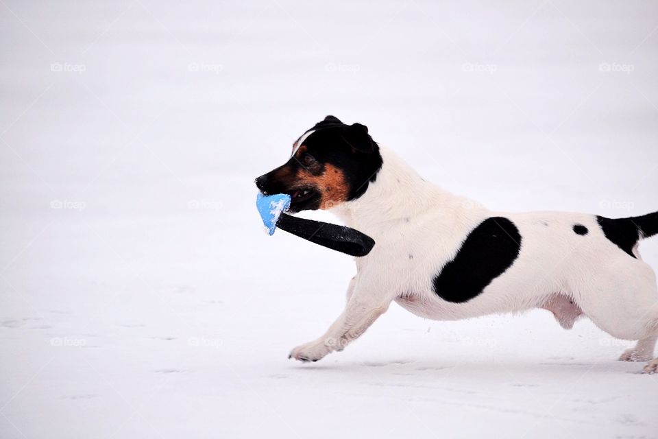 Dog running in the smow with a toy