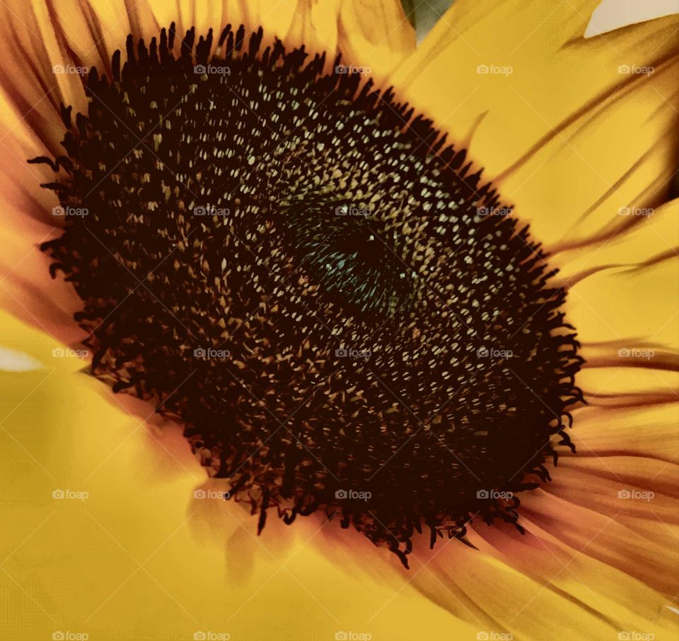 Sunflower face, petals, closeup.