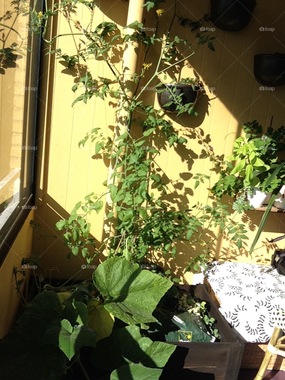 My sister's garden in the balcony, cherry tomatoes,lemoncito from philippines, squash and more.