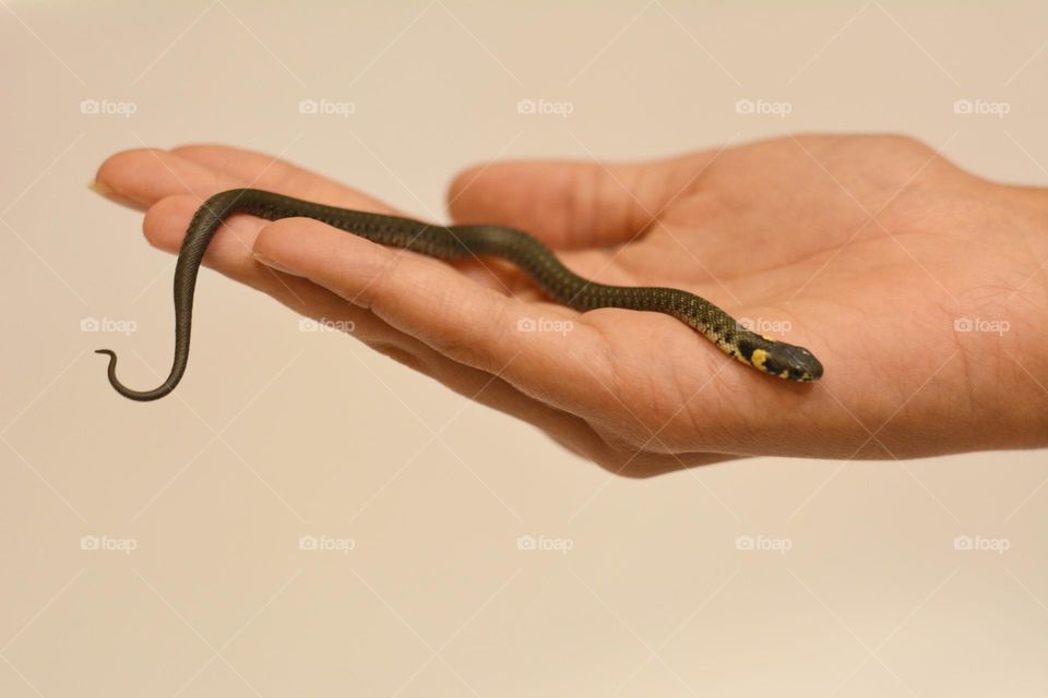 little snake in the hand