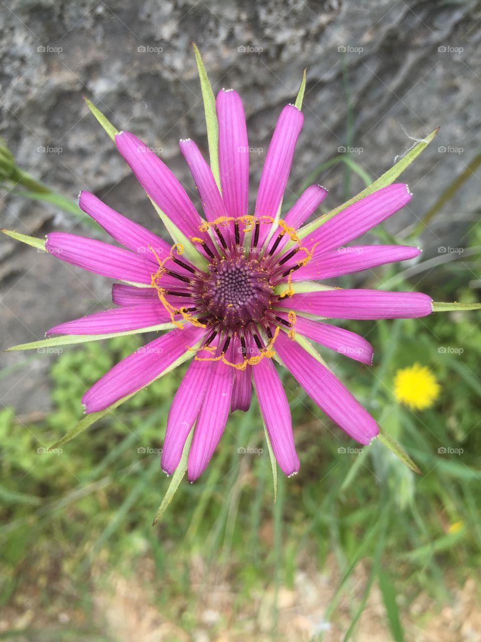 Mountain flower. Wild flowers of Greece
