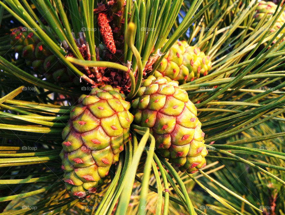 green nature tree tall by delvec