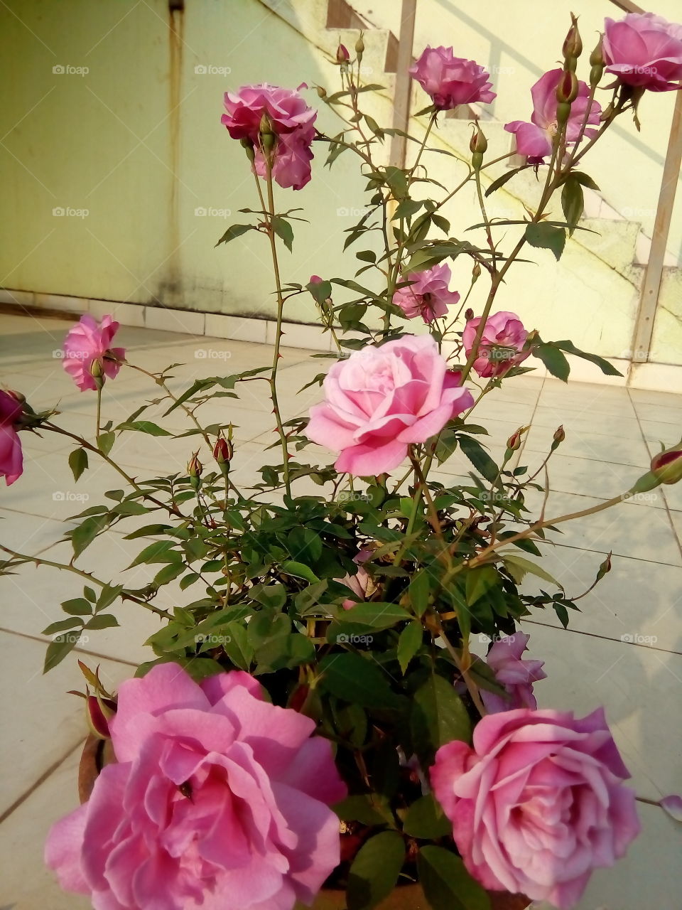 beautiful pink roses