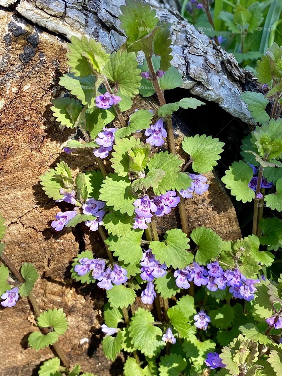 Purple ground ivy flowers growing up against a fallen tree