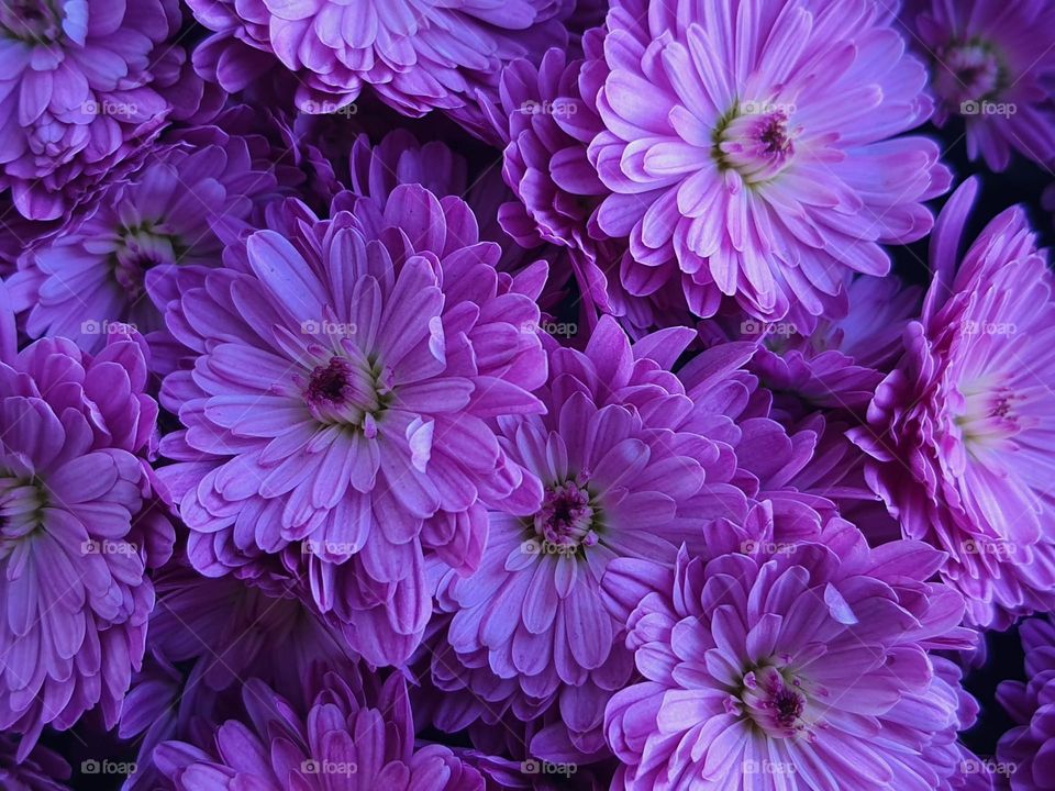 chrysanthemum