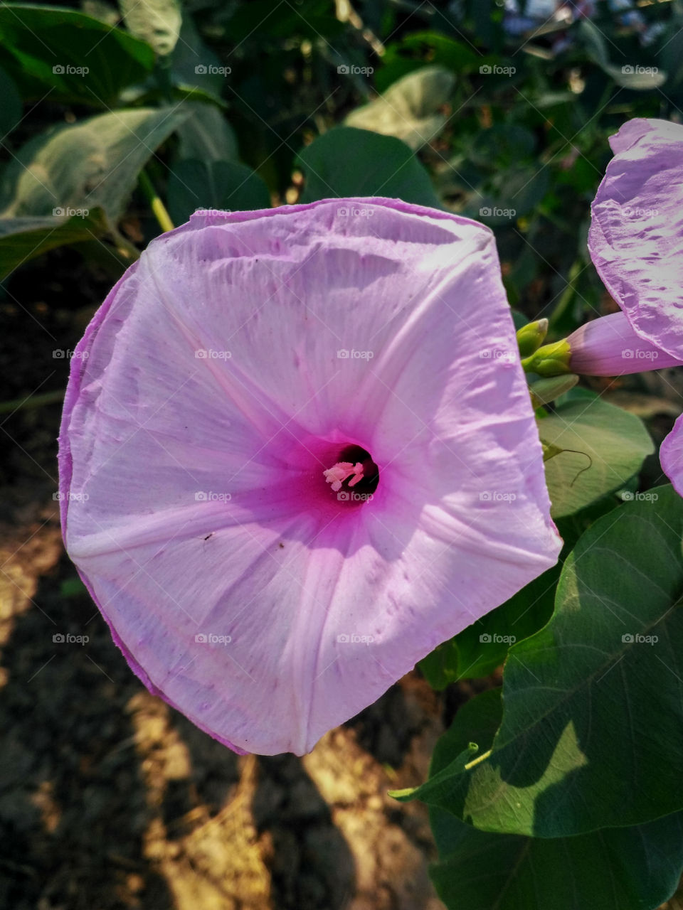 Pink Flower