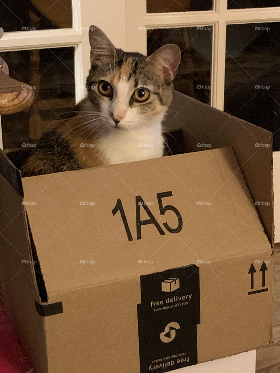 Look what just arrived from Amazon! Cat peeking out of shipping box!