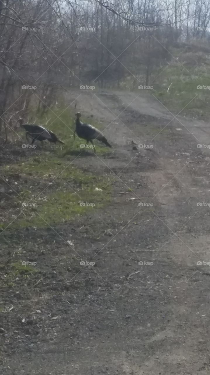 turkeys