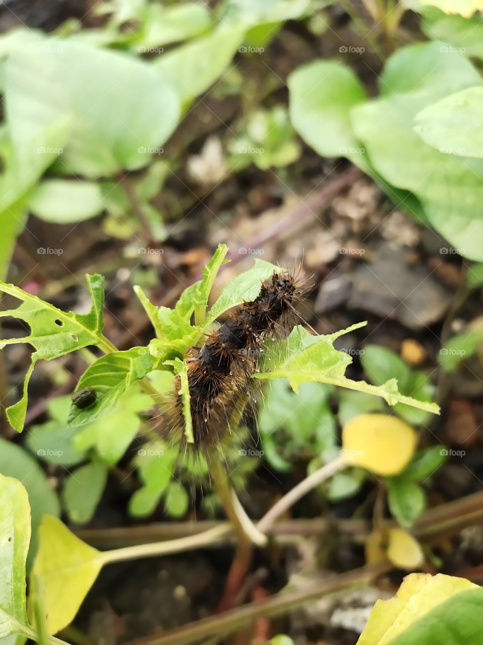 📷📷
Caterpillar Bited Almost leaf🐛🍃
Amazing Nature
Cooperation of Flora and Fauna