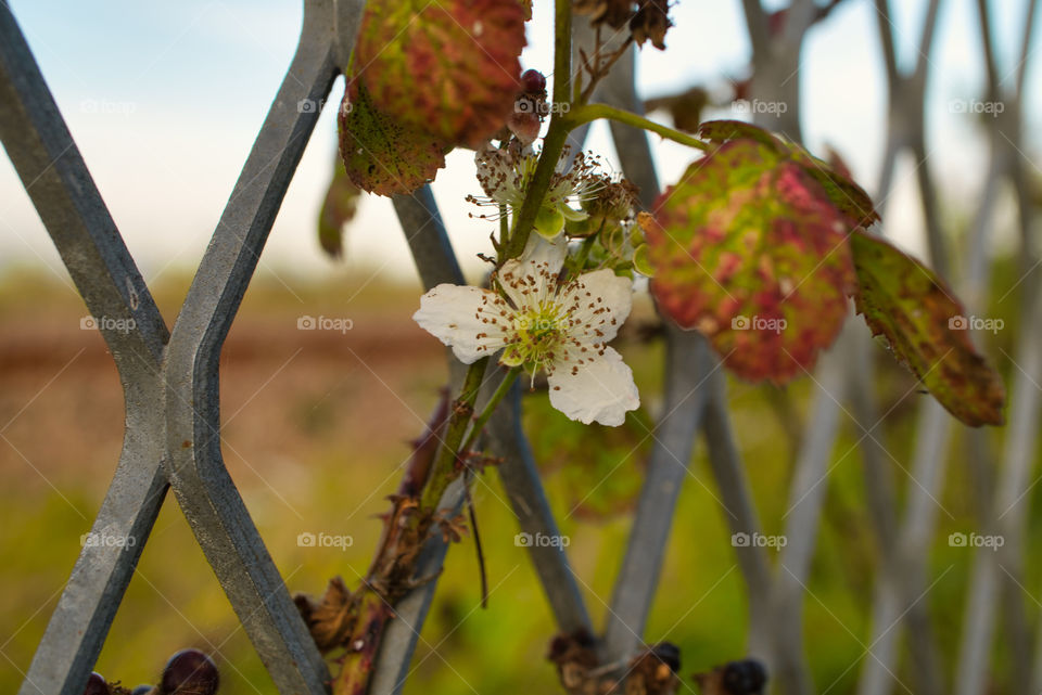 autumn flower