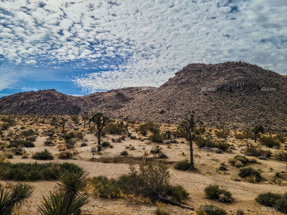 The vast landscape of the desert of Joshua Tree National Park with its desolate beauty and fascinating namesake trees