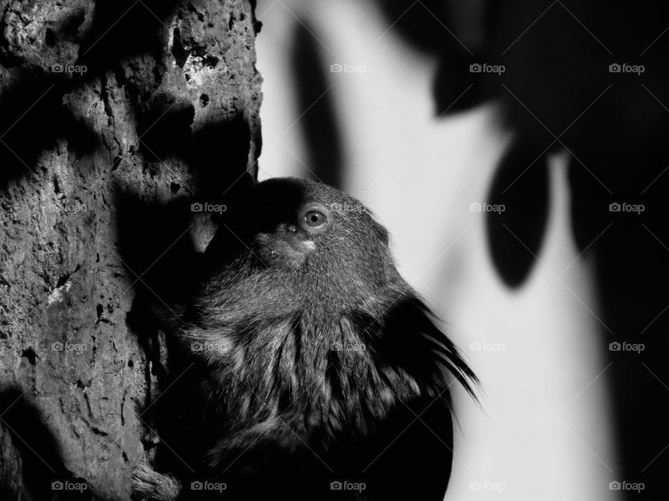 Cute animal hiding in the shadows on a tree.