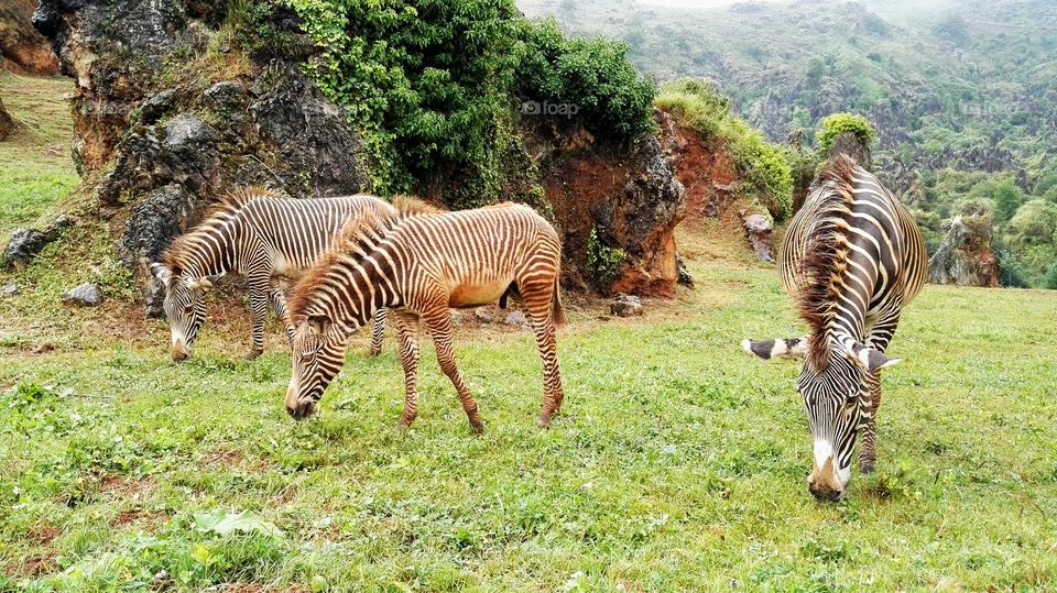 three zebras eating grass in the prairie