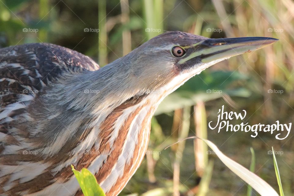 American Bittern on the hunt