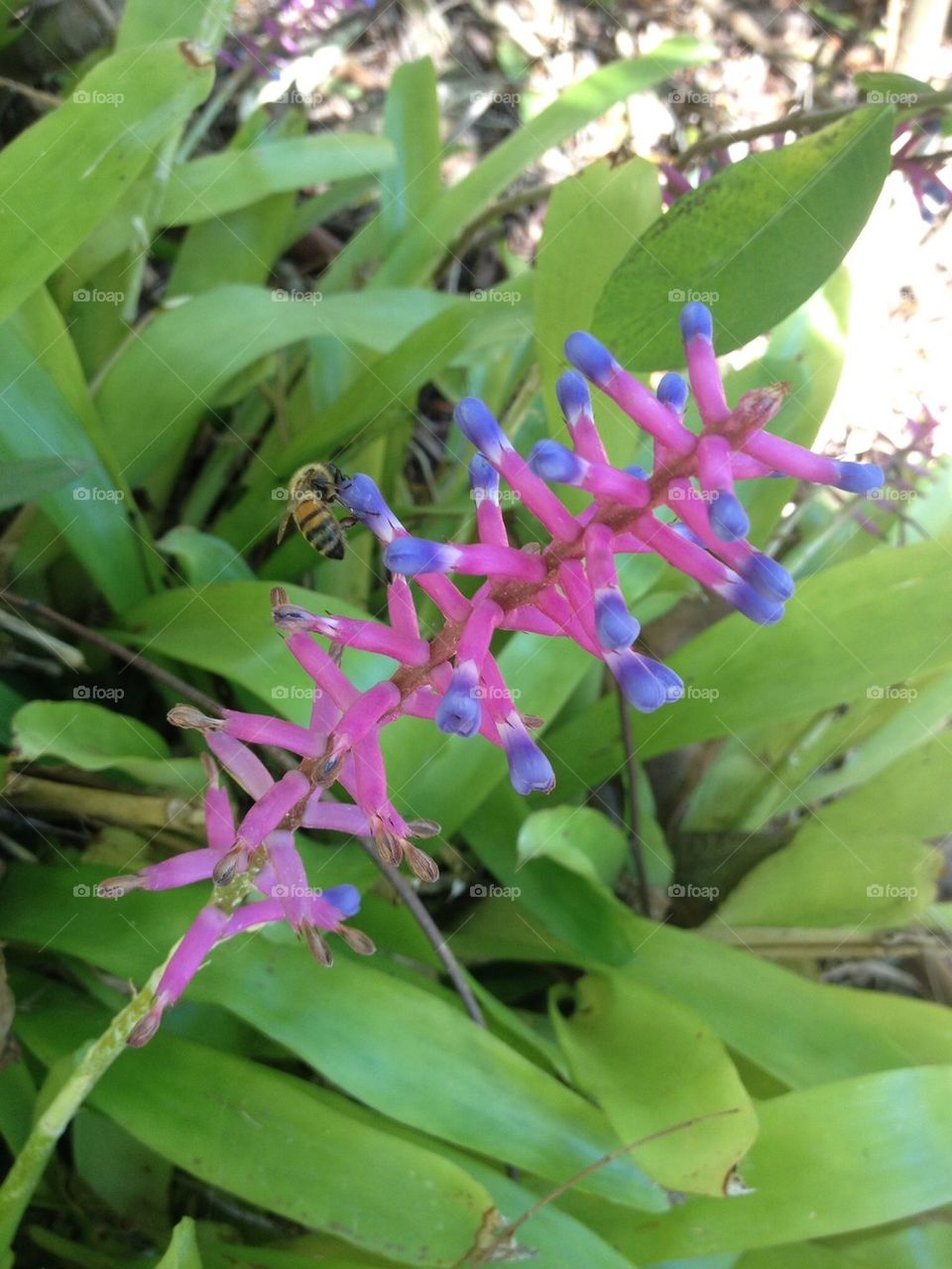 Bee on a flower