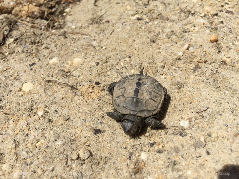 Baby turtle