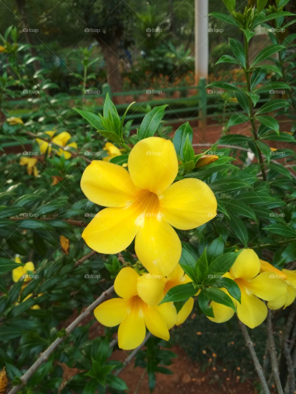 Beauty of yellow