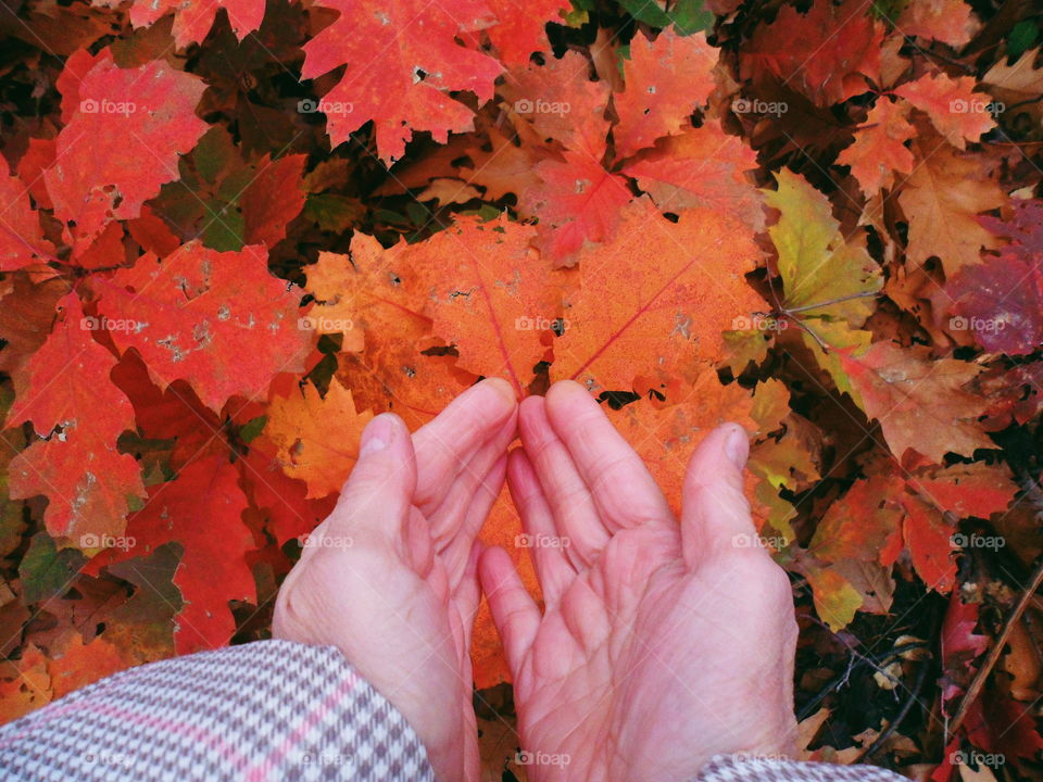 Autumn in the hands
