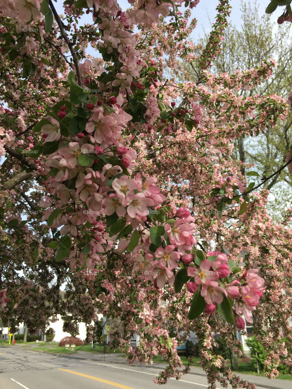 Blossoms in CT in early May