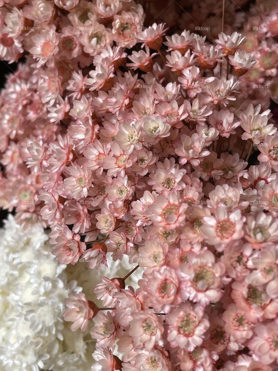 Tenderness pink little flowers