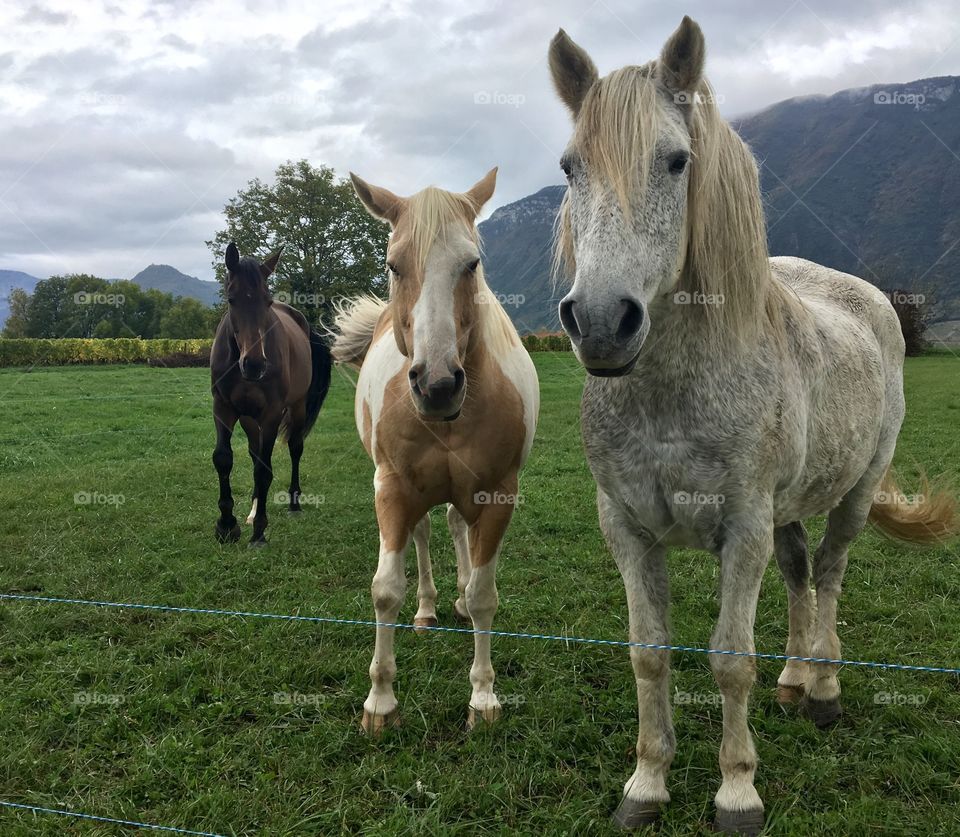 3 curious horses 