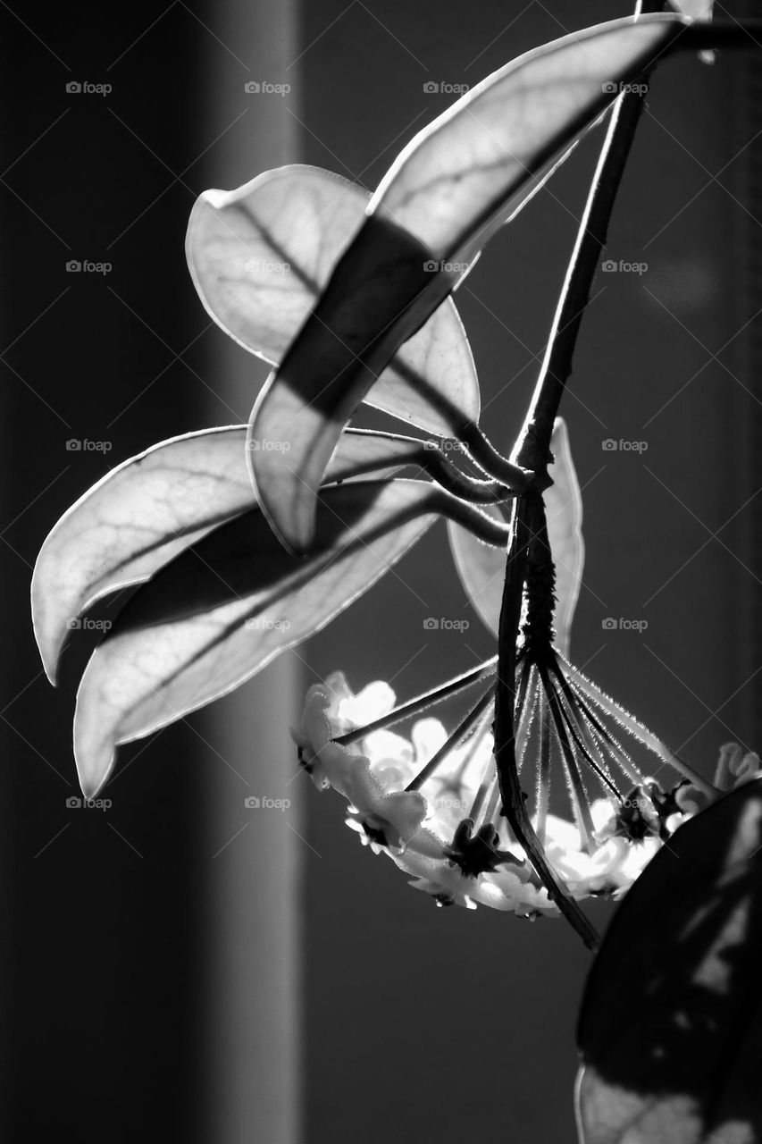 Close up of a hanging Hoya Carnosa in the sunlight