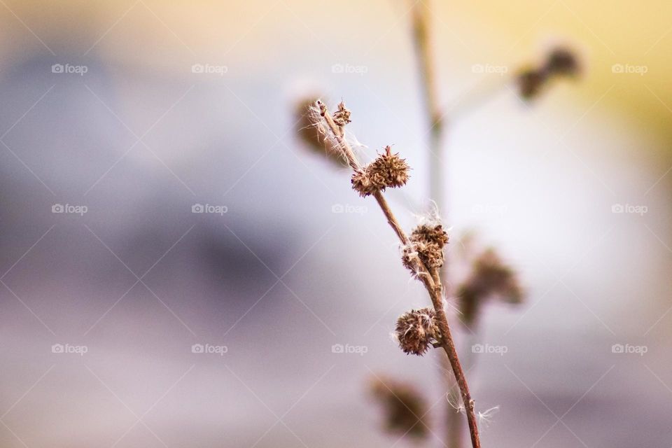 Dried up flower bud in close up view with blurry background 