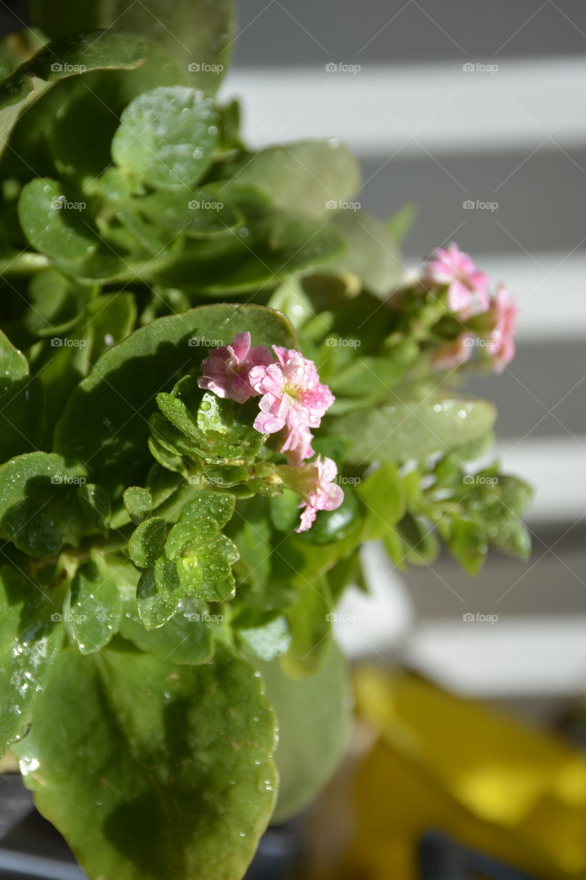 pink fresh Florist Kalanchoe