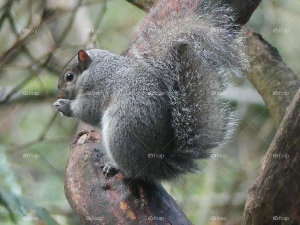 Squirrel 