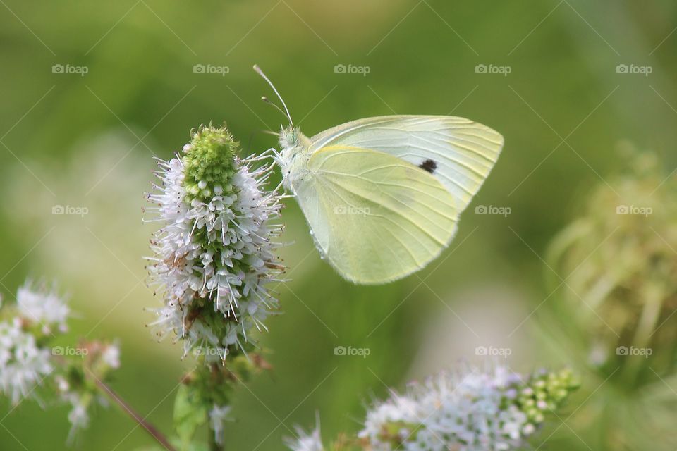 Cabbage White Butterfly feasting on Mint blooms