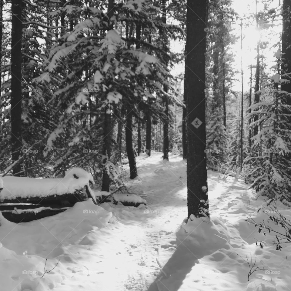 Cold winter trail