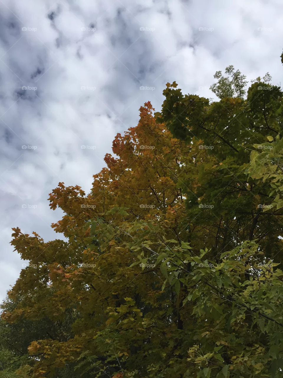 Autumn 