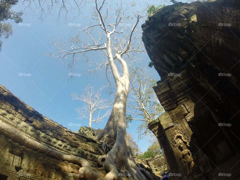 Tomb Raider temple, Cambodia 