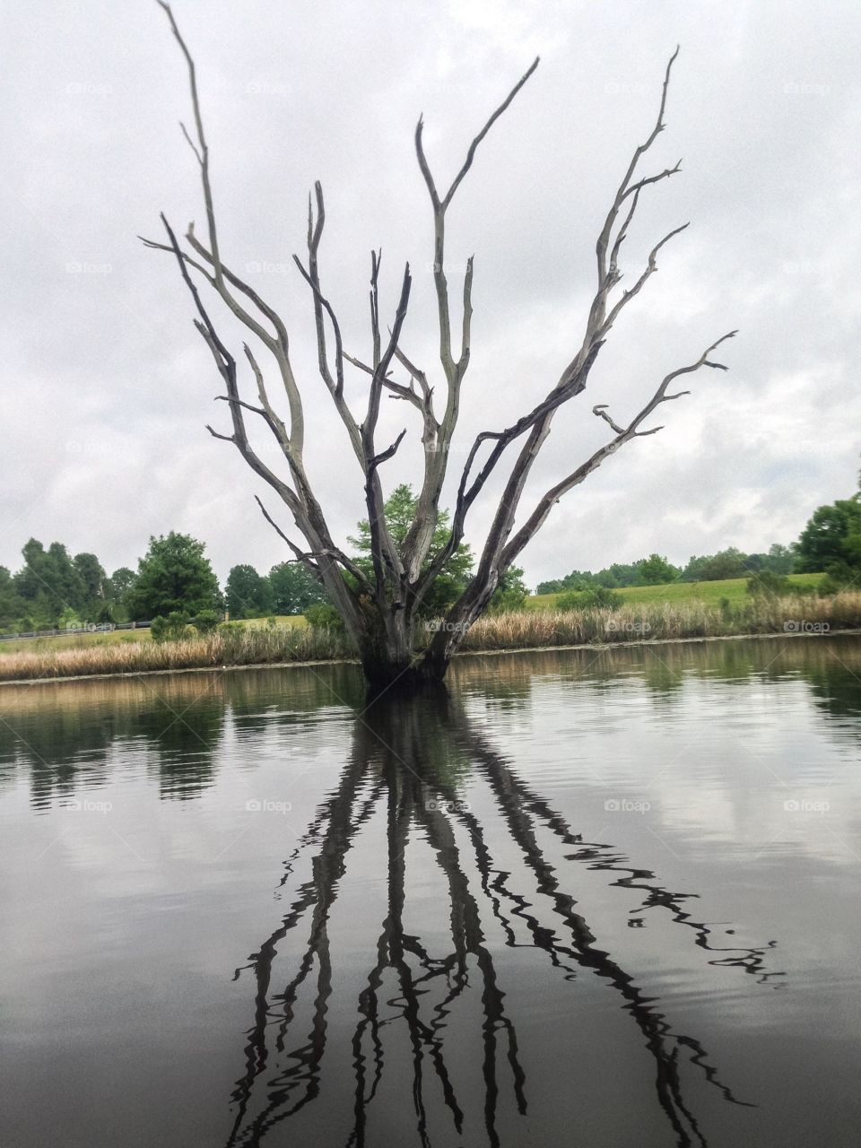 Stark tree with reflection in the water. 