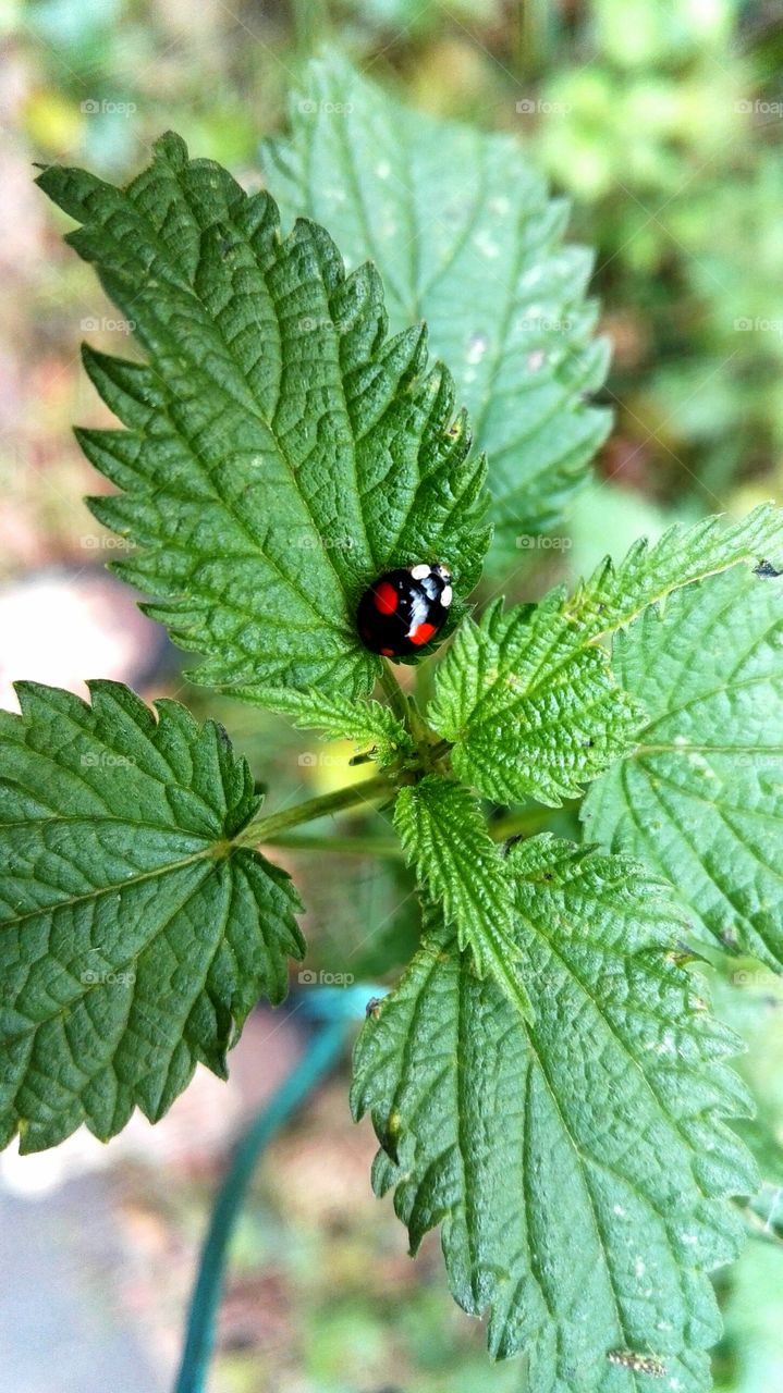 Ladybugs - Lienka