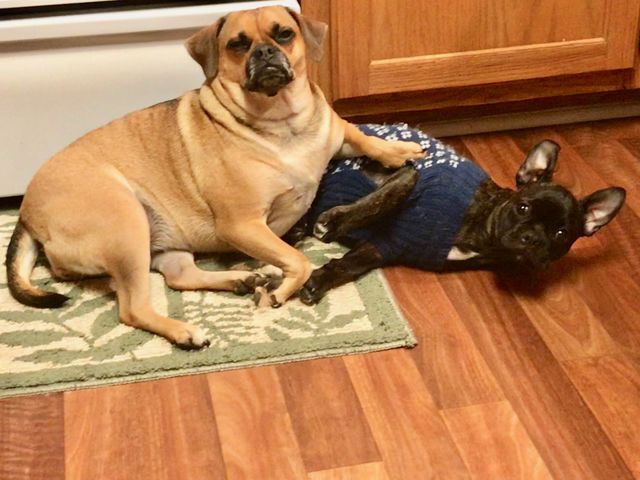 Puggle and French Bulldog 