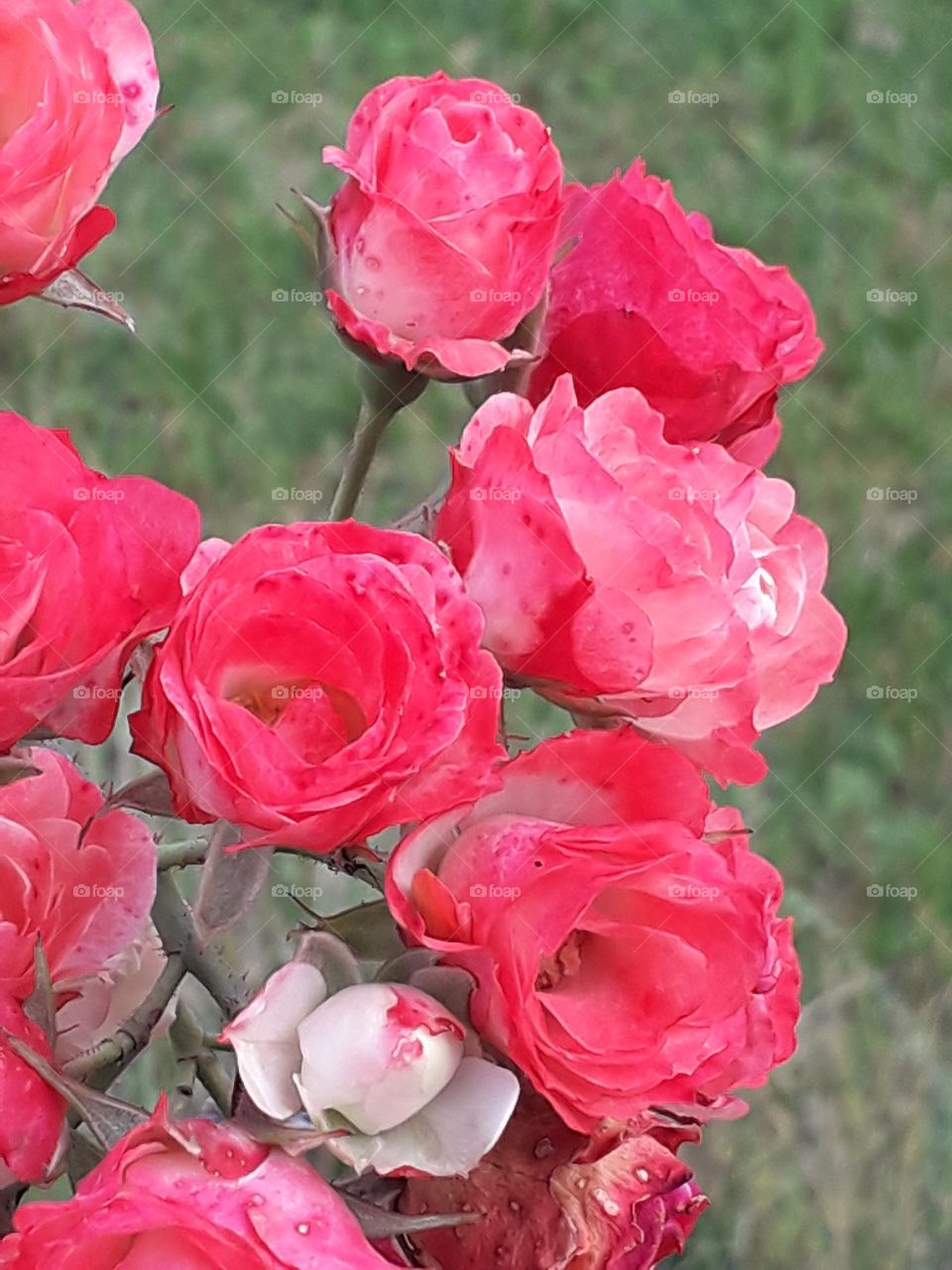 autumn garden - bush of red roses