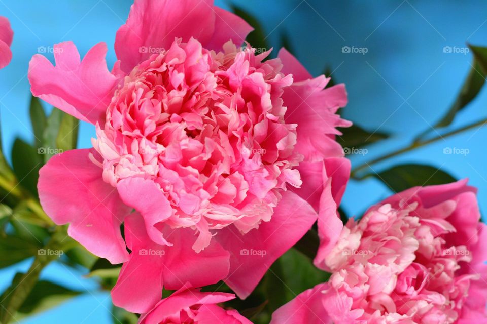 beautiful pink peony flowers close up